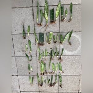 30x rooted Snake Plants